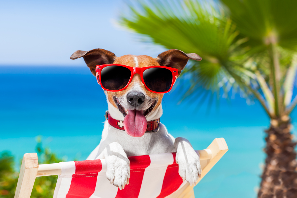 Make Your Pet an Instagram Star!